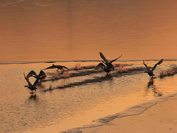 412MW！錦州陽光獲國電投青海高效雙面組件訂單